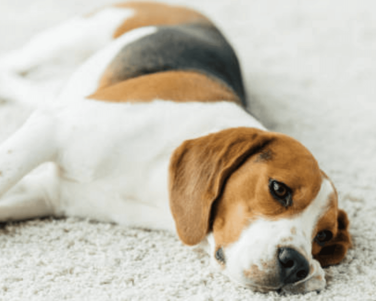 Why your pet's old accidents smell worse when it gets humid