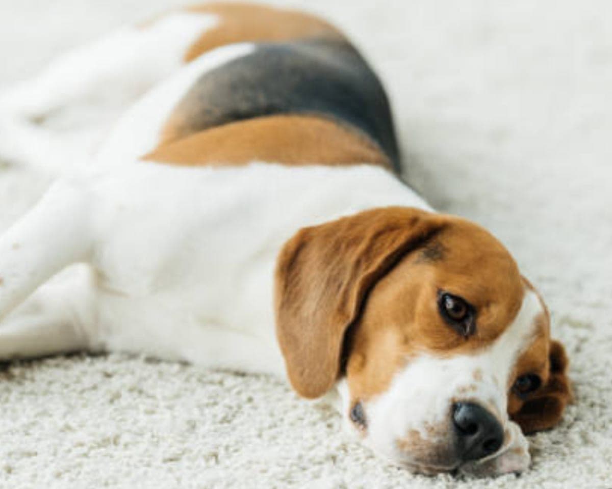 Why your pet's old accidents smell worse when it gets humid