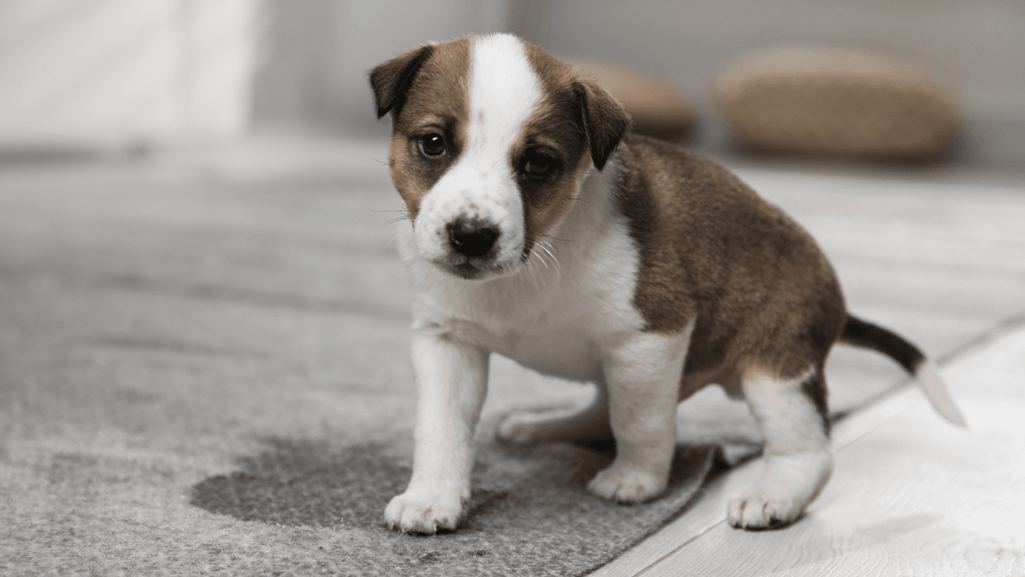 What actually gets pet urine stains out of carpet
