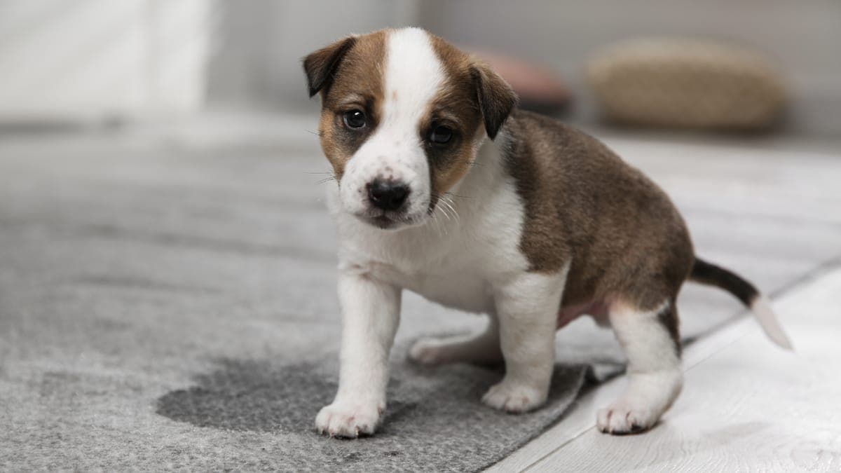 What actually gets pet urine stains out of carpet