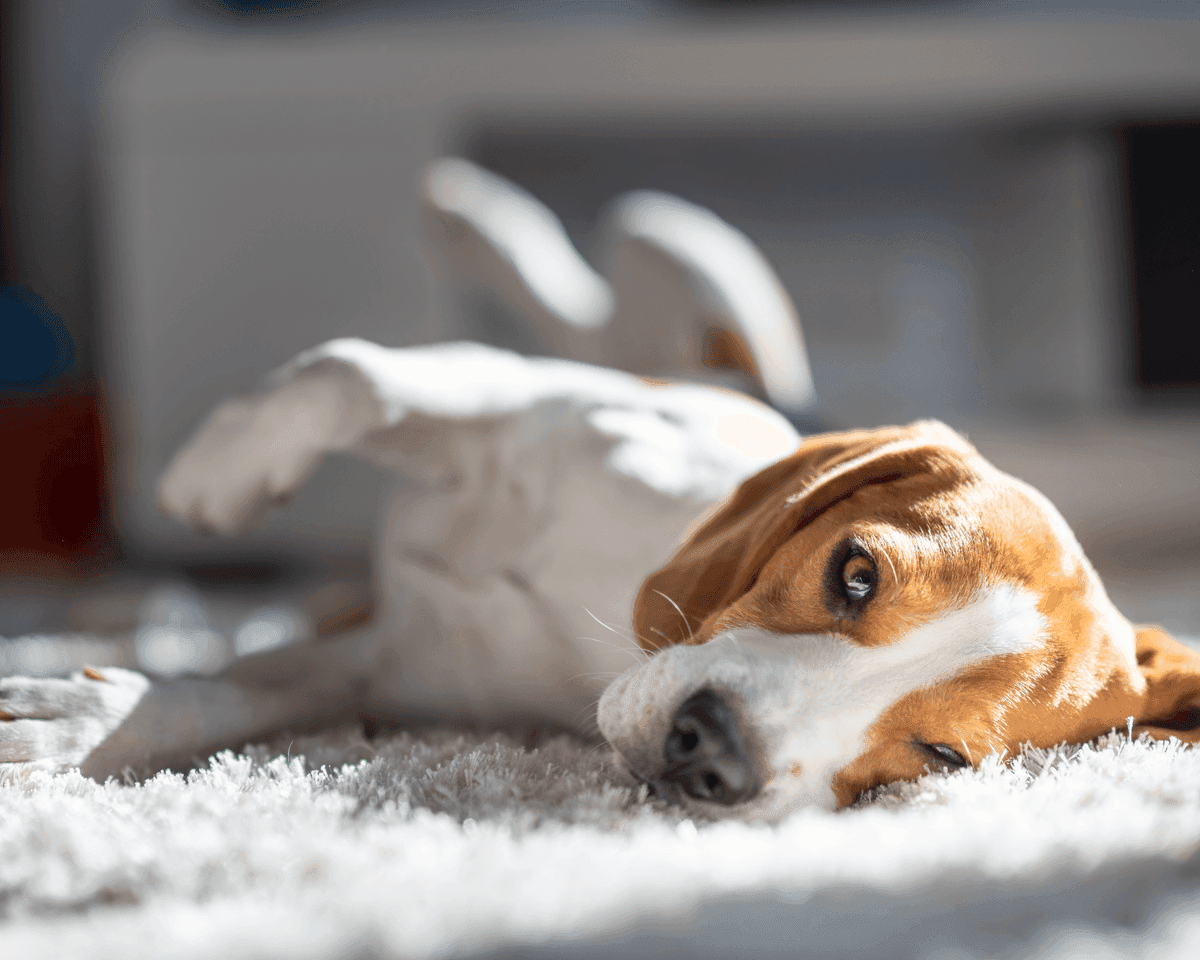 Pet Odor & Stain Removal in Collierville TN